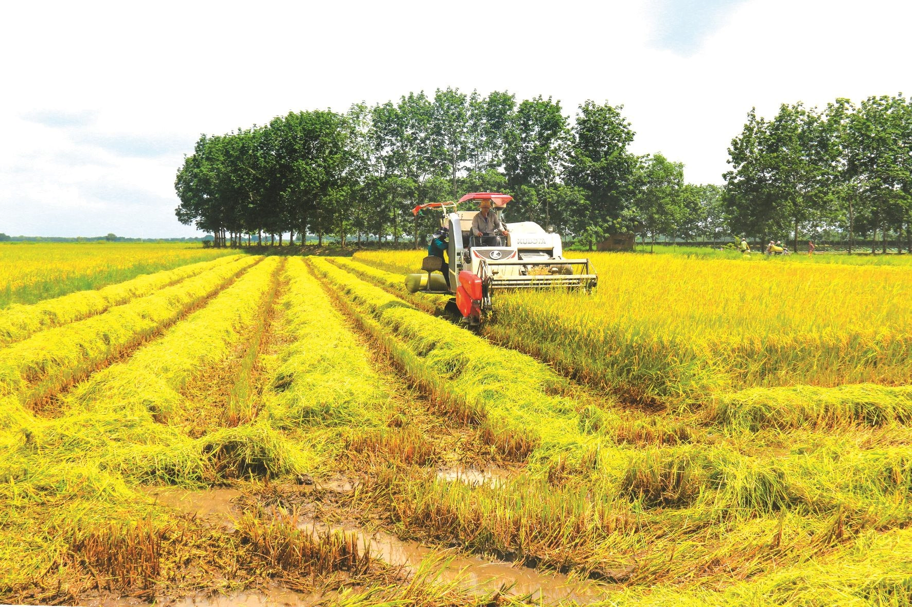 Hội Nông dân Tánh Linh thẩm định dự án mô hình nhân giống lúa xác nhận tại xã Bắc Ruộng