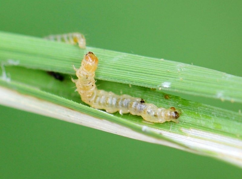 sâu cuốn lá nhỏ hại lúa