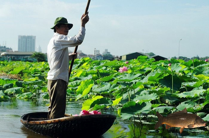 Mô hình nuôi cá kết hợp trồng sen